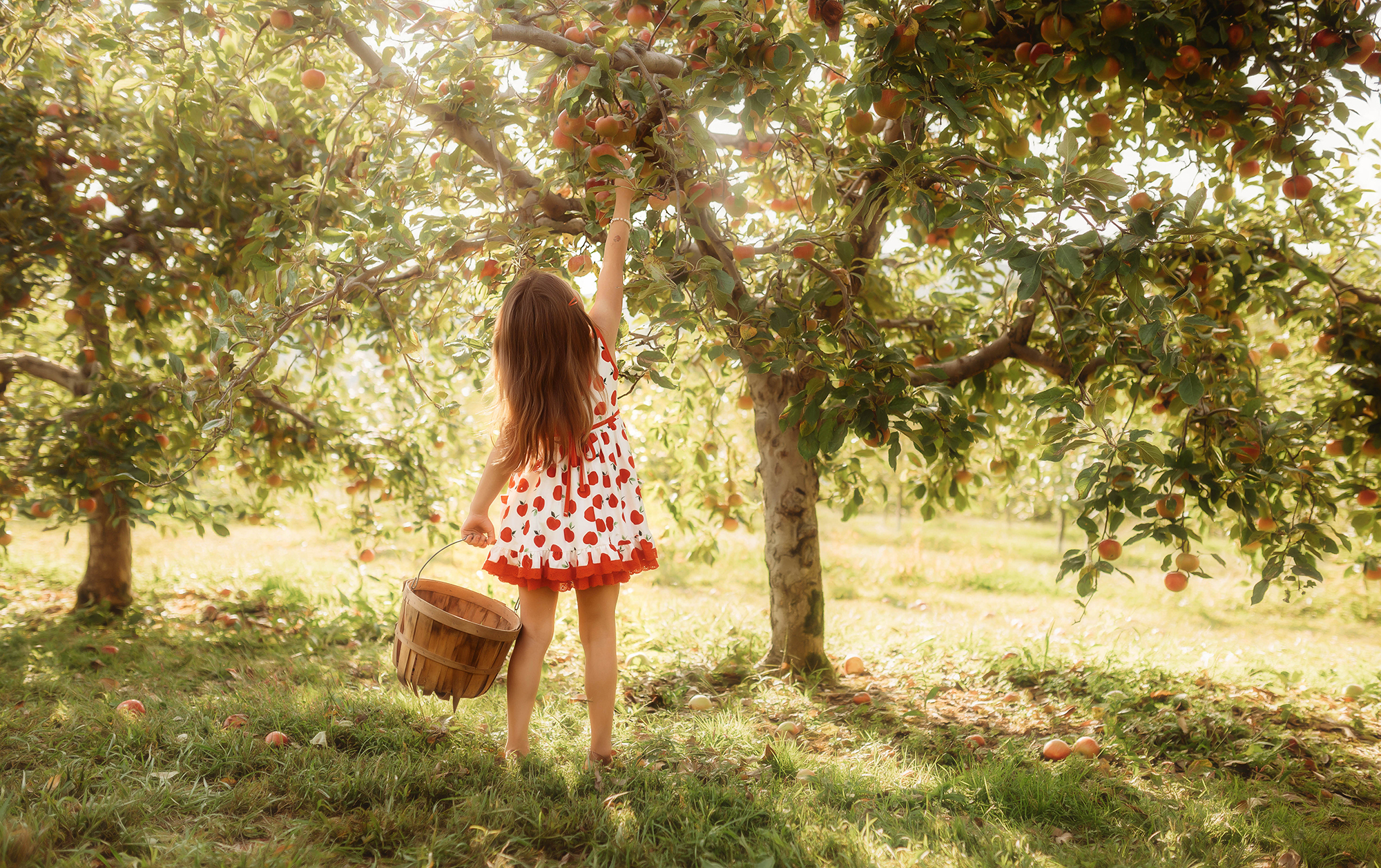 Little girl picks apples at Sky Top Apple Orchard near Asheville, NC.