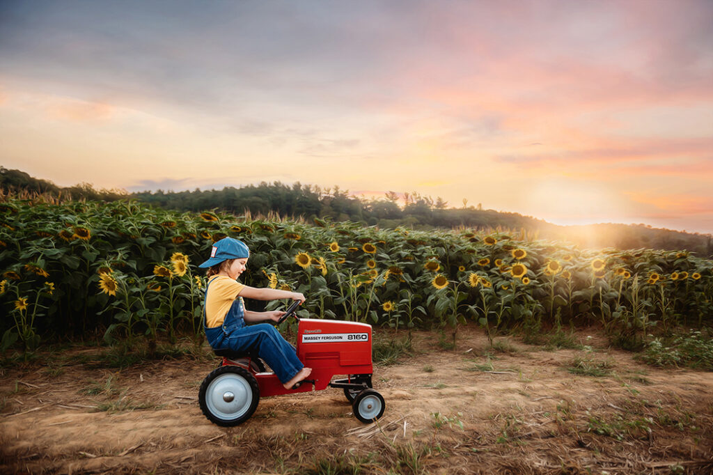 A little boy plays on an antique toy tractor during a Sunflower Field Photoshoot at Biltmore Estate in Asheville, NC.

