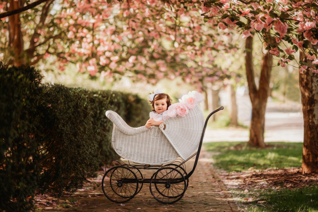 Little girl sits in an antique stroller beneath cherry blossom trees in Asheville, NC during a Mother's Day Mini Session in Asheville.
