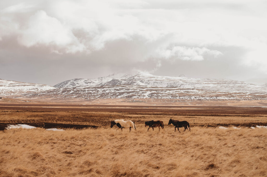 Horse in Iceland - Asheville Photographer's Trip to Iceland.