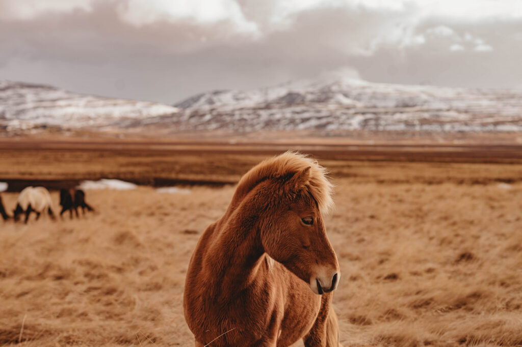 Horse in Iceland - Asheville Photographer's Trip to Iceland.