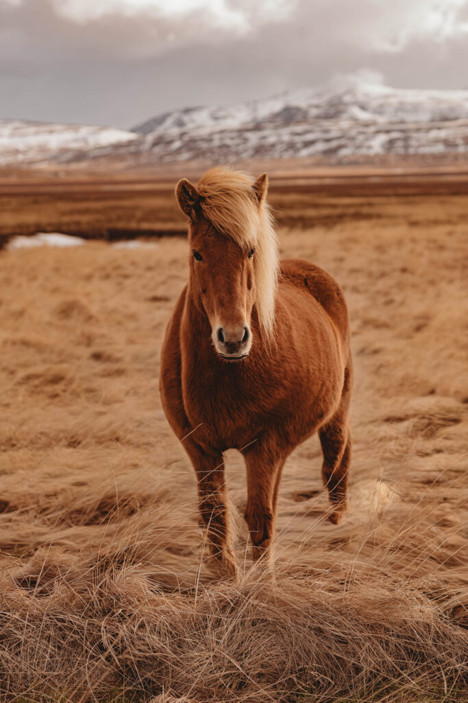 Horse in Iceland - Asheville Photographer's Trip to Iceland.