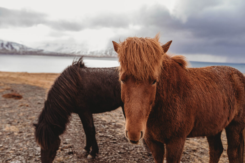 Horse in Iceland - Asheville Photographer's Trip to Iceland.