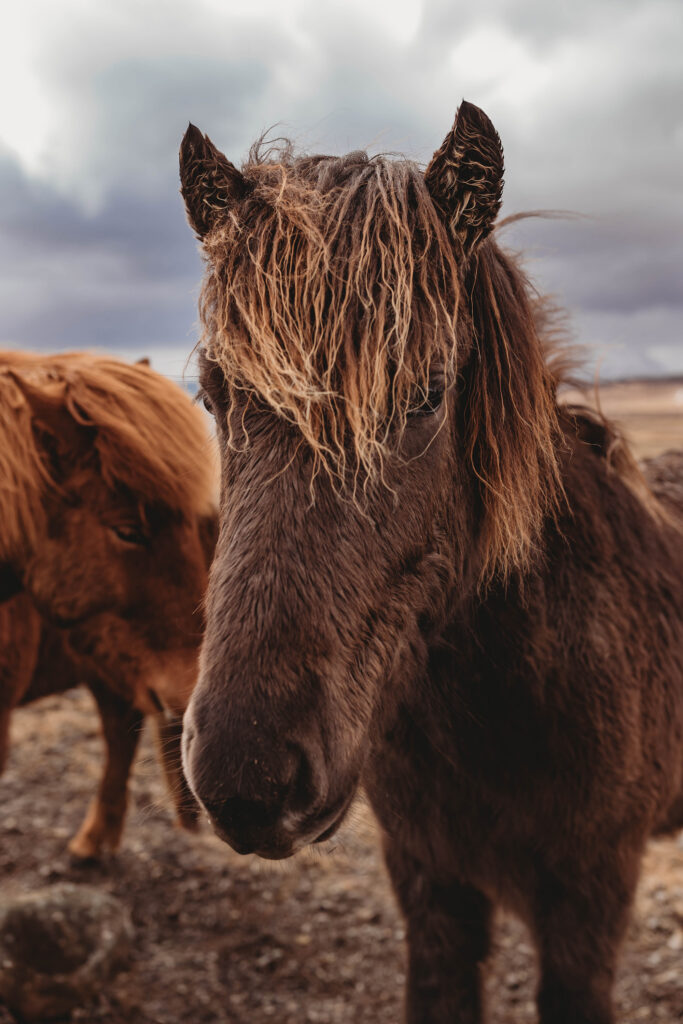Horse in Iceland - Asheville Photographer's Trip to Iceland.