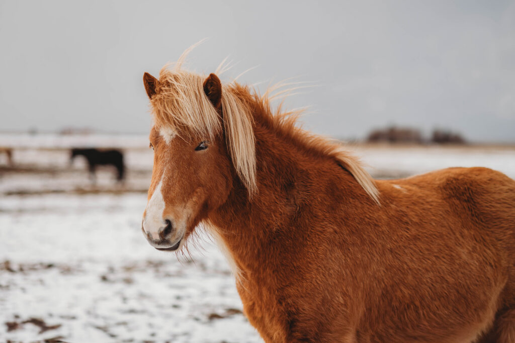 Horse in Iceland - Asheville Photographer's Trip to Iceland.