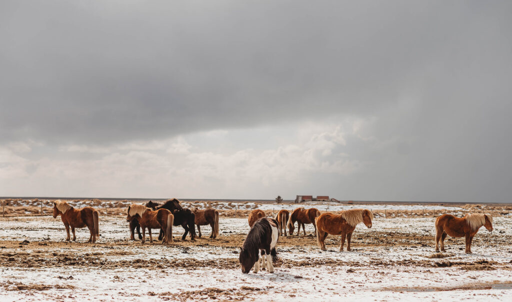 Horse in Iceland - Asheville Photographer's Trip to Iceland.